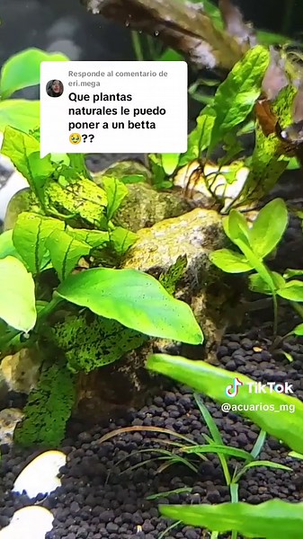 6 Plantas Naturales Ideal para Tu Acuario de Betta