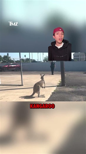 A kangaroo hopped through a Waco car dealership 🦘