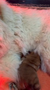 🤍 Chiara & her daughter Lady Di ( 5 days old ) ❤️🍼 #chowchow #chowchowpuppies #chow #chowchowpuppy #chowchowworld #puppy #puppies #doglover #dog #pets #fluffy | Xia Jovana Chow