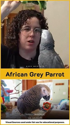 This Parrot Identified 12 Objects in 3 Minutes & Won a Guinness World Record! 🦜🏆