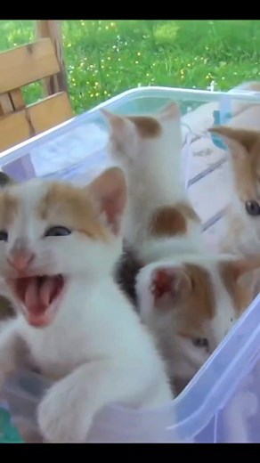 Adorable Kittens Meowing Compilation 🐱😻