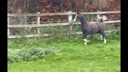 Lot 8 - Thistledown Atlanta Sire: Kallared Heartbeat Dam: Thistledown Athene Born 2025 – Colt – Grey - Section B A top class colt foal by this years HOYS Section B winner and out of Thistledown Athene, who has won at the Royal Welsh and Royal Welsh Winter Fair. Thistledown Athene has also qualified for The Price Family In Hand in 2023. If we like Kallared Heartbeat, you should like the foal. Clee Tompkinson & Francis - Equine #thistledownponyauction #thistledownstud #Thistledown | Thistledown