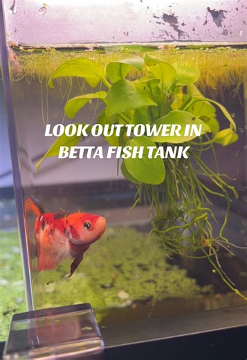 Adding a look out tower in my 20 gallon betta fish tank 🌿💧 #bettafish #invertedaquarium #lookouttower #communityfishtank #20gallontank