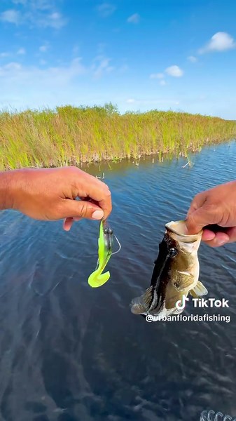 Urban Florida Fishing (@urbanfloridafishing) - Fishing Adventure with Big Eye Swamp Mutant Toad