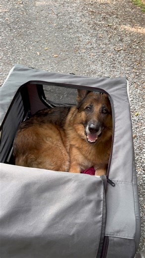 545K views · 25K reactions | Another day, another stroller walk ♥️ | Strider The German Shepherd | Facebook
