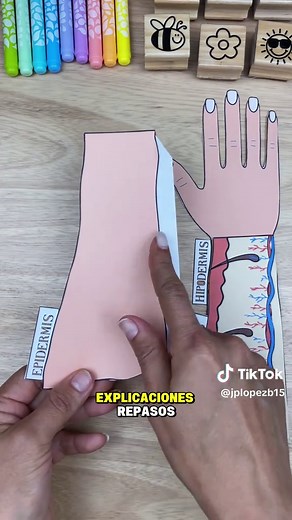 Recursos interactivos sobre las capas de la piel