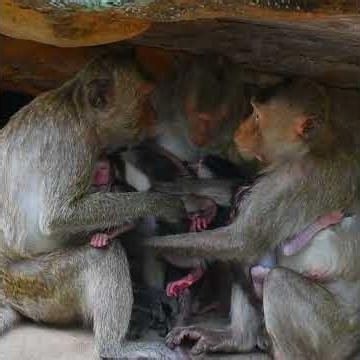 Mother chimp very active take care baby