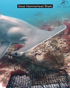 7.2M views · 45K reactions | Fish Bait Camera Drop: This Spot Got Wild! Stunning Creature Swims In at the End! | Paul Dabill Photography | Facebook