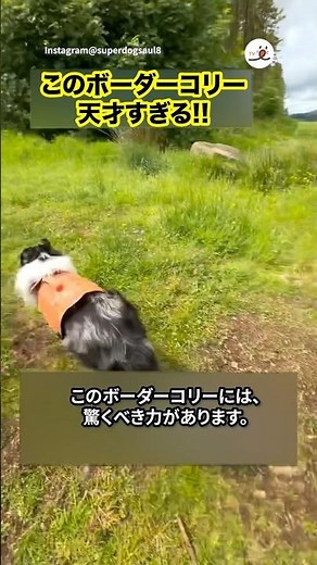 [Divine Skill] Genius Border Collie | PECO