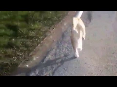 Cat walks on front legs