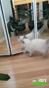 💰 Submit your funny videos and you could win $25K! 💰 | theCHIVE