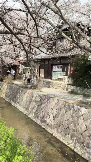 哲学の道の桜🌸 Sakura on the Philosopher's Path Kyoto