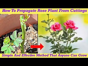 How To Propagate Rose Plant From Cuttings | Easy An Effective Method #seedtosproutgardening