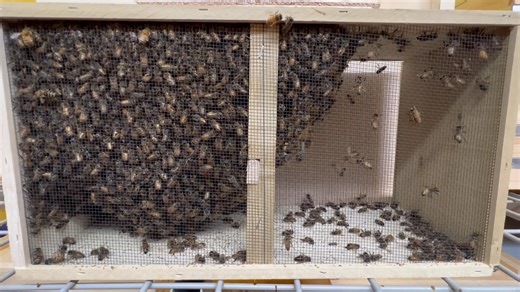 We have the honey bees! We offer healthy honey bees and ship to 36 states. We are the largest shipper of honey bees in the USA! A name you can trust, Mountain Sweet Honey. | Mountain Sweet Honey Co.