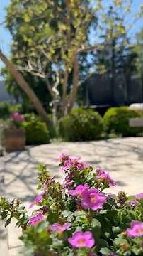 Catalpa tree tips and how to shape it #catalpa