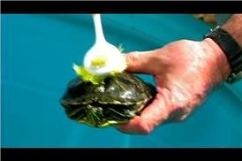 Watch How to Clean Turtle Shells on Amazon Live