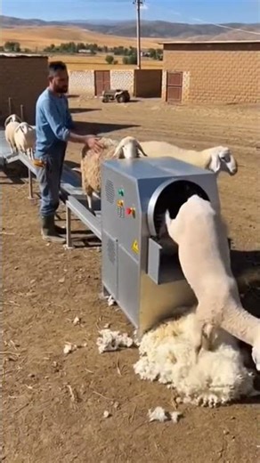 Sheep Shearing Machine