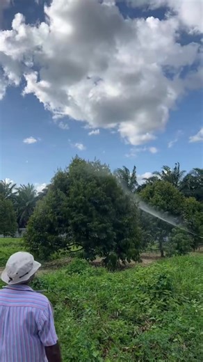 #durian #seaweedextract #malaysia #fruit #flower Pelanggan dari Tangkak kini menggunakan Groweasy Seaweed extract bersama produk nutrisi tumbuhan lain untuk memastikan tanaman mereka sihat dan subur. Dalam 2 minggu, daun tumbuhan sudah tumbuh dengan banyak sekali.👍👍👍