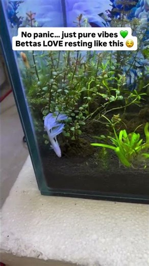 At first I thought my betta fish 👑🐟 was stuck… 😳