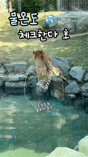 예쁜데 똑똑한 호랑이 #금강 #Amurtiger #SiberianTiger #시베리아호랑이 #서울대공원