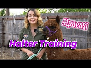 Alpaca Halter Training