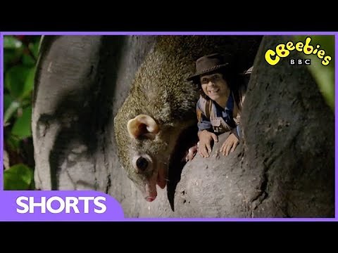 CBeebies | Andy's Safari Adventures | Tree Shrew