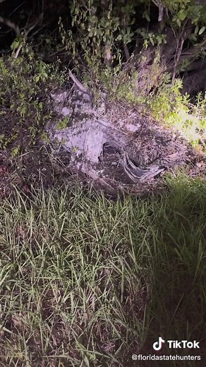 Spotted and looking around making sure it does not have a way out from any side #pythonhunt #pythonhunter #outstandingvideo #viral #viralvideo #viraltiktok