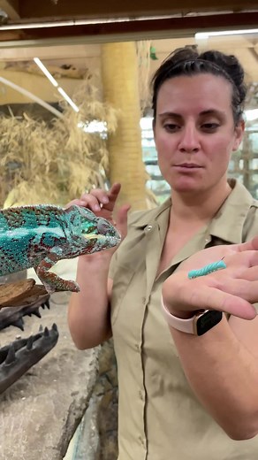 This is our panther chameleon. Panther chameleons are known to be one of the most colorful varieties, especially the males. Here are some other friends we have here at the zoo - - #awesome #colors #colorful #beautiful #funny #chameleon #camouflage #reptilesoftiktok