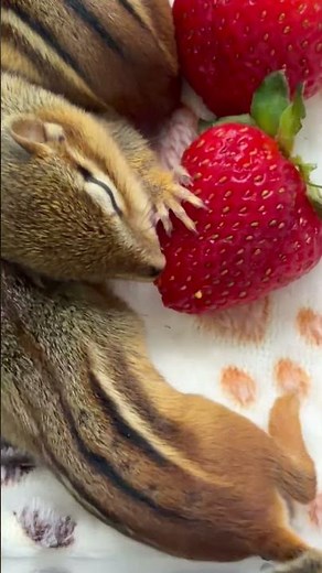 Baby Chipmunks Get First Strawberries #squirrels #wildliferescue #babysquirrels