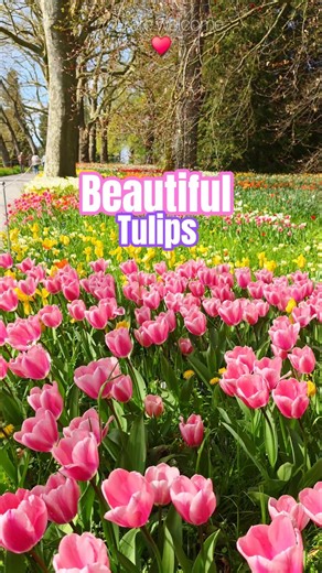 The Rarest Tulip Colors Growing Right Now 🌷 #mainau #flowers