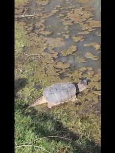 37 reactions · 11 comments | ANIMALS OF OWC: WILDNITE FOR WILDLIFE-...