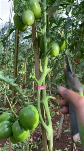 Tomato Pruning Made Simple 🍅 #tomatoesauce #tomatoes
