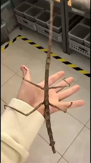 “Python vs Stick Insect vs Chick 🐍🐛🐥 | Who is the Real Survivor?”