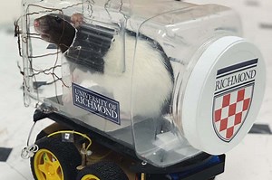 Scientists train rats to drive little cars to collect food, and the rats like it