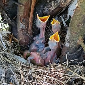43K views · 2K reactions | Nature's Tiny Miracles: The Secret Life of Myna Bird Babies | Review All Birds | Facebook