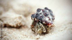 4K Cinematic macro wildlife footage of a hermit crab eating and walking on the beach in slow motion