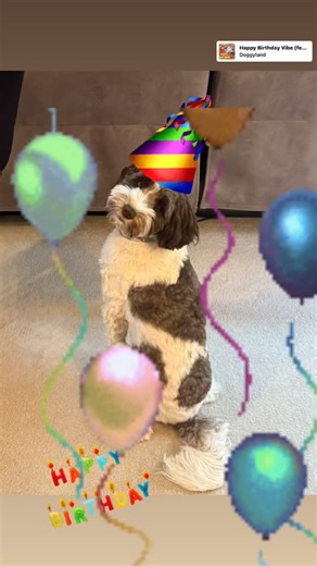 Another year older! Hitting the big 3 today. Or, 21 my mom says! Wishing my litter mates a Happy Birthday, too! 🎂🎉 #hi_im_cody_maverick #australianlabradoodle #australianlabradoodles #australianlabradoodlepuppy #chestnuthilllabradoodles #labradoodle #dogmodel #labradoodles #labradoodlesofinstagram #doodlesofinstagram #alaalabradoodles #miniaustralianlabradoodlepuppy #puppiesofinstagram #puppiesofcincinnati | Cody Maverick