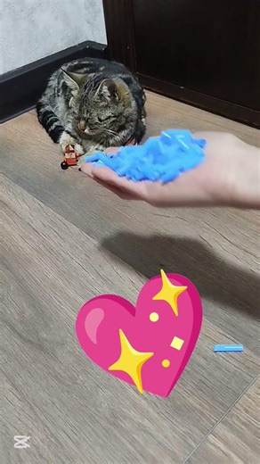 Let's play with the cat, #cat