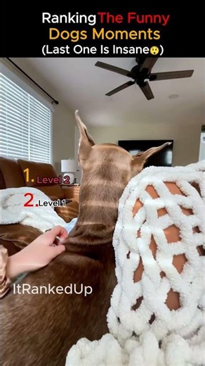 These Dogs Will Make You Cry Laughing 🤣🐕