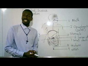 Grade 7 Integrated Science, Digestion