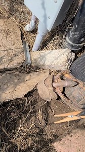 I guess size doesn't matter, LOL 🫣 | American Tortoise Rescue