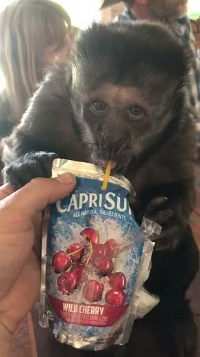 Hary the Monkey Loves Capri Suns || ViralHog