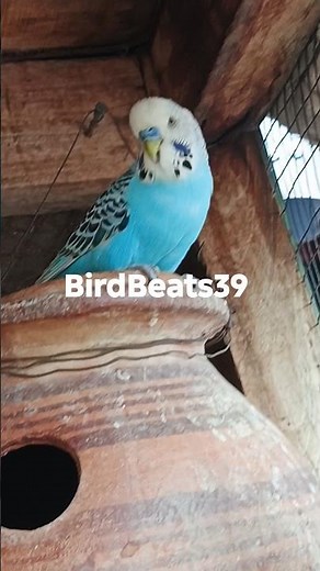 Amazing Budgies Chirping 🐦 | Happy & Colorful Parakeets Sounds #budgies #chirping #birdsounds