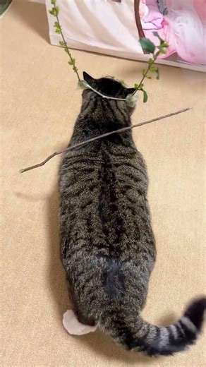 The Dream of a Feline Sage: My Life as a Pet Prodigy