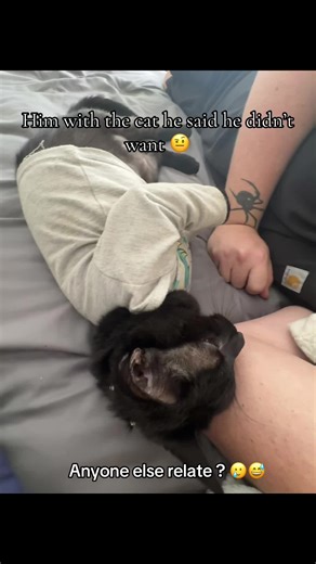 And toby loves him more. Who can Relate? 😩🤨 #thecathedidntwant #catdad #cuteanimals #fyp #catsoftiktok