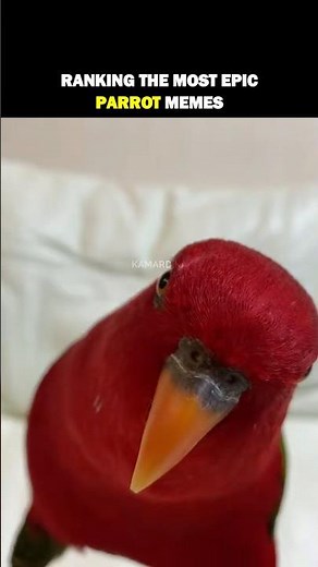 Ranking The Most Epic Parrot Memes #ranked #parrots #top5