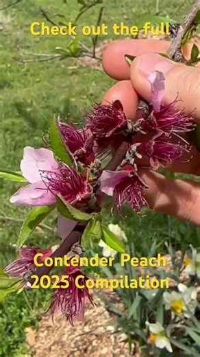Contender #peach #2025compilation #orchard #garden #viral #shorts #tree #nature #fruitfarm #growth