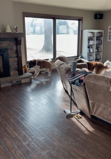 brief hearth check 🤪 #saintbernard #twins #giovanni #and #giorgio #playing #stbernard #dogs #dogsoftiktok #dogsplaying #friends #clobberedwithslobber #fyp #cute #dogvideos #doglover #dogmom #hearth #check #fireplace
