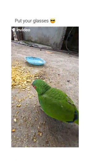 Hist Humor on Instagram: "This video depicts an unusual interspecies interaction involving a parrot and a turkey. ​The Subject The footage features a Lilac-crowned Amazon parrot (Amazona finschi) and a domestic turkey. The parrot demonstrates highly coordinated balance while perched on the turkey’s lower back, maintaining its position even as the larger bird moves at a brisk pace through the yard. ​The Mechanism The parrot utilizes its zygodactyl feet—two toes facing forward and two backward—to