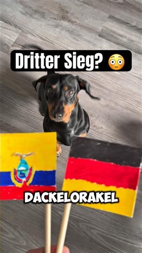 DACHSHUND ORACLE 2026 WORLD CUP (Ecuador vs. Germany!) #dachshund #worldcup #ecuador #germany